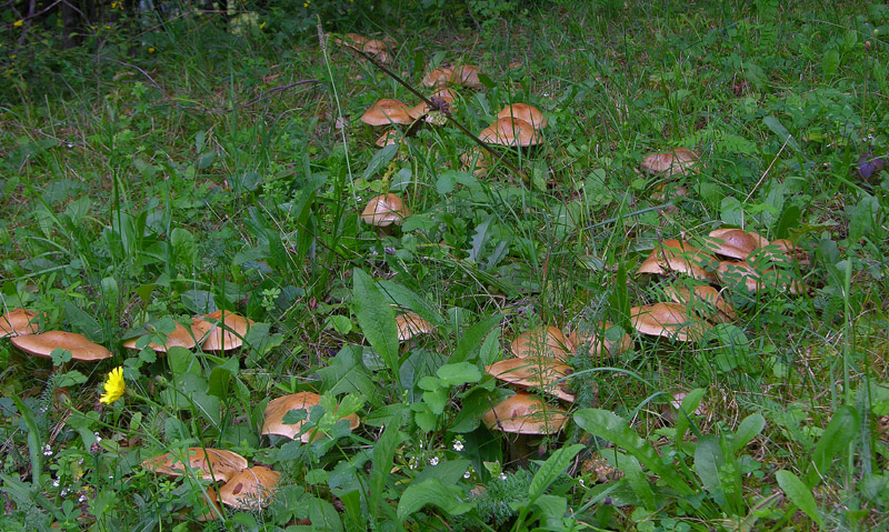 Cortinarius infractus (Pers.:Fr) Fr. Scheda fotografica